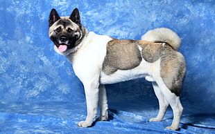 close up photo of American Akita